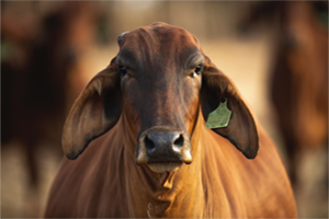 Livestock Assessment Training - Beef 