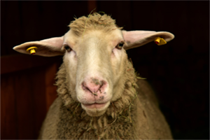 Livestock Assessment Training - Sheep